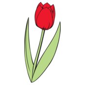 Tulip01NC2clr