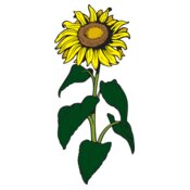 Sunflower01NC2clr